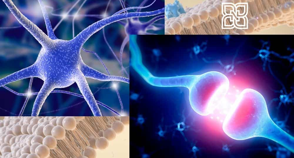 neuromuscular junction botulinum toxin edmonton